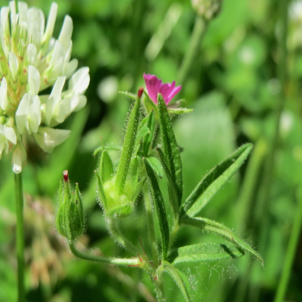 Cutleaf geranium