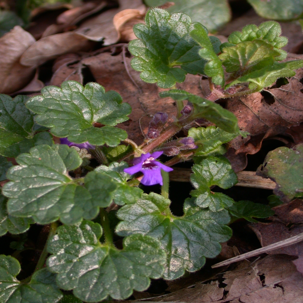 Ground ivy