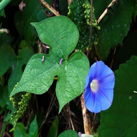 Ivyleaf morningglory