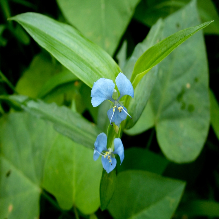 Spreading dayflower