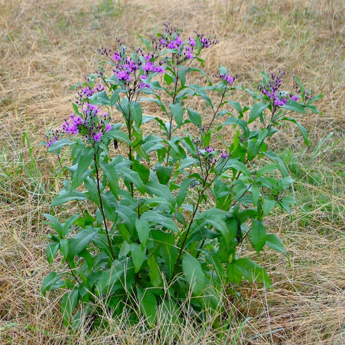 Tall ironweed