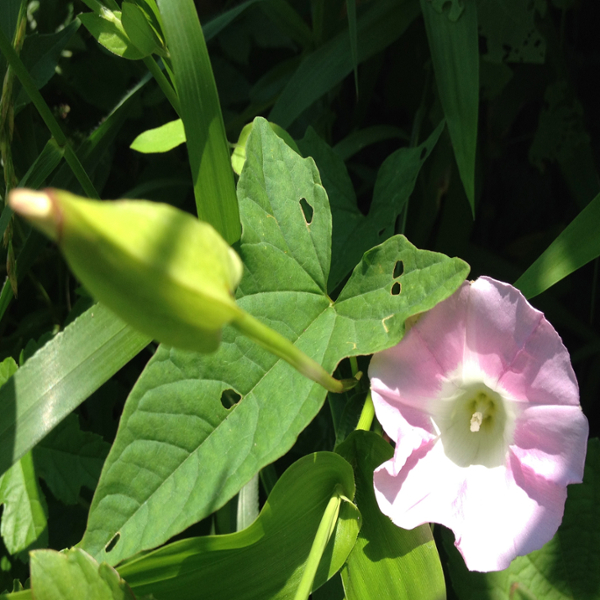 Hedge bindweed