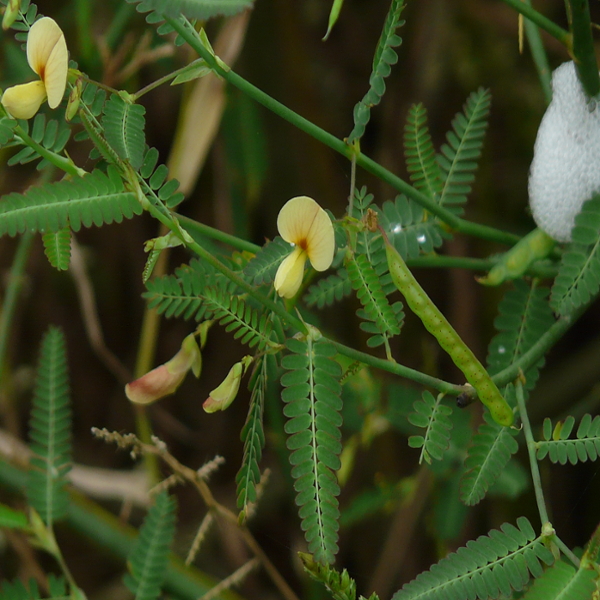 Indian jointvetch