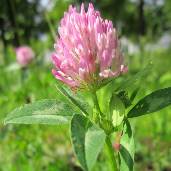 Red clover