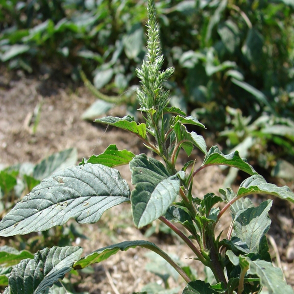 Spiny amaranth