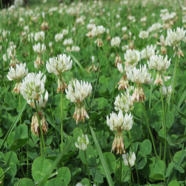 White clover