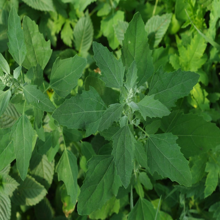 Common lambsquarters