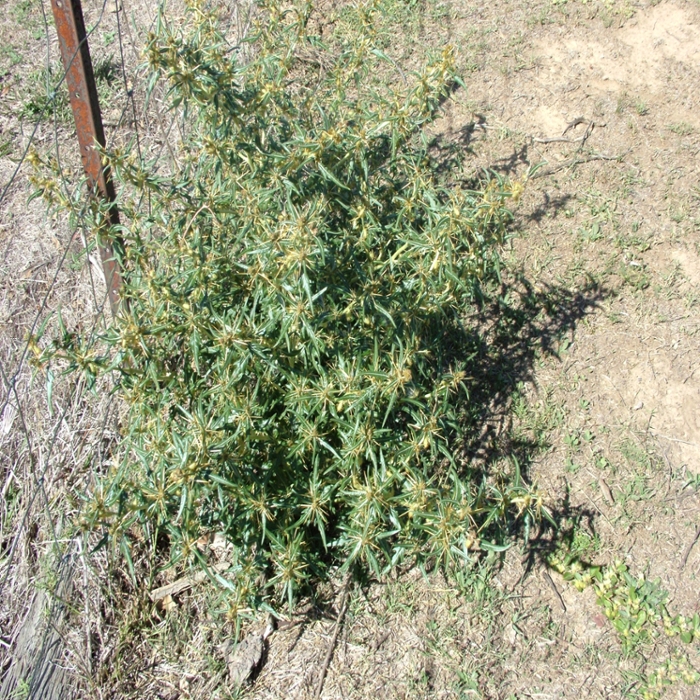 Spiny cocklebur