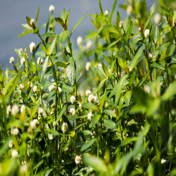 Alligatorweed