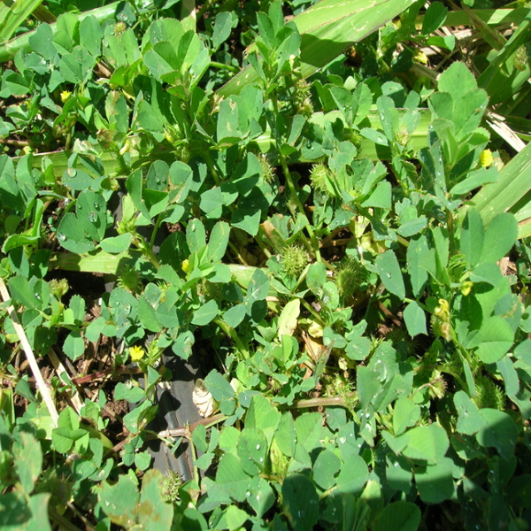 Bur clover