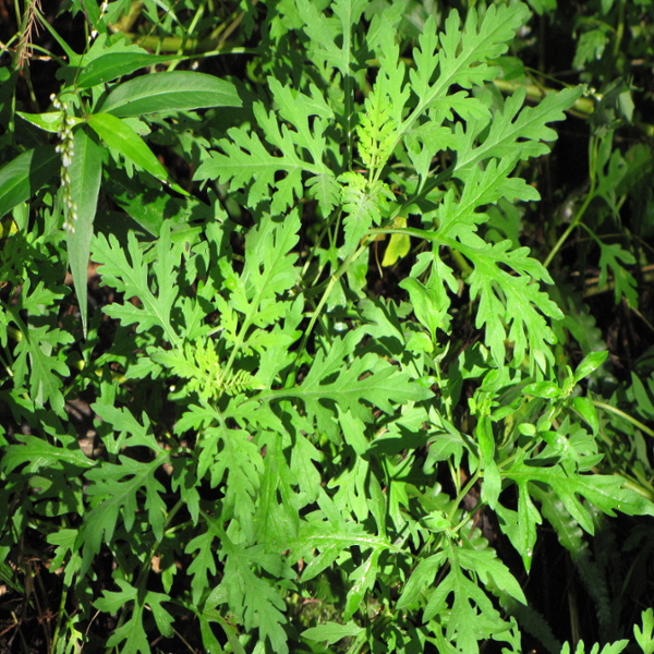 Common ragweed