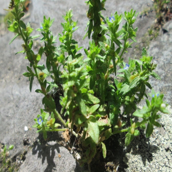 Corn speedwell