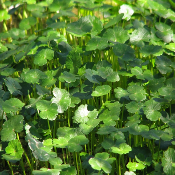 Floating pennywort