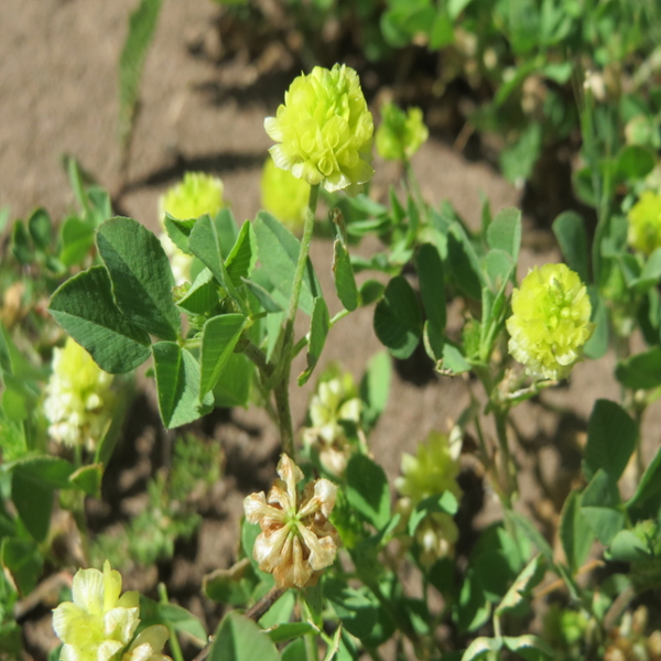 Large hop clover