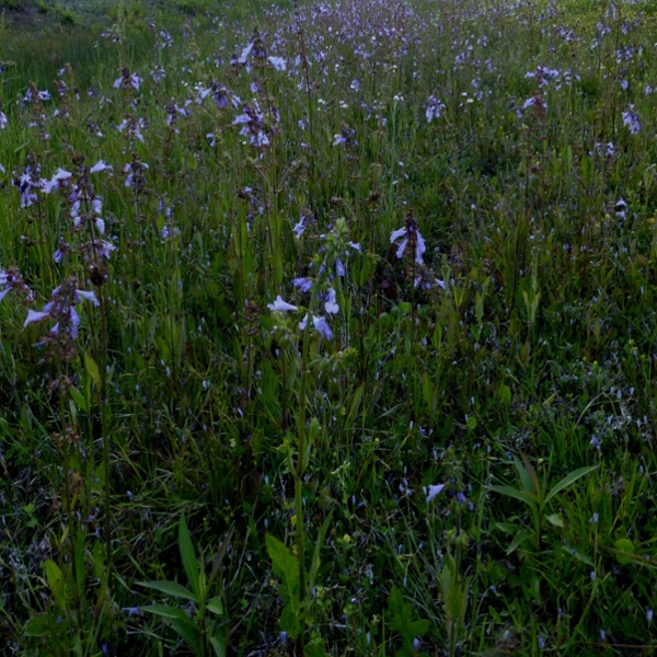 Lyreleaf sage