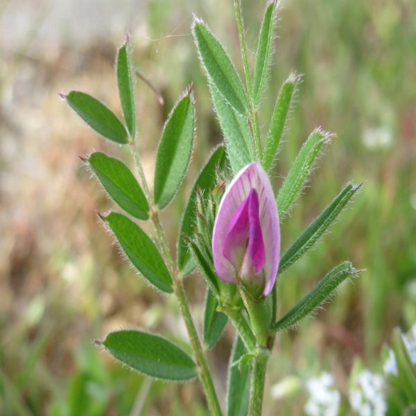 Narrowleaf vetch