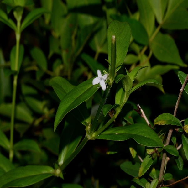 Virginia buttonweed