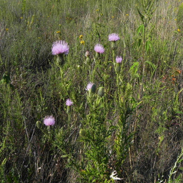 Field thistle