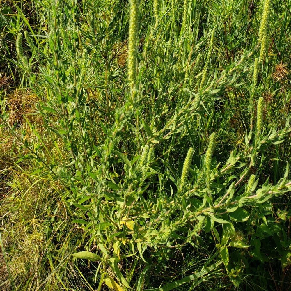 Lanceleaf ragweed