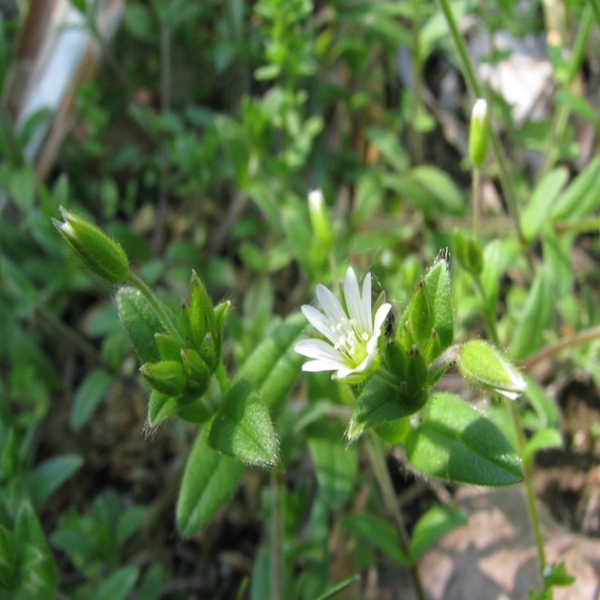 Mouseear chickweed