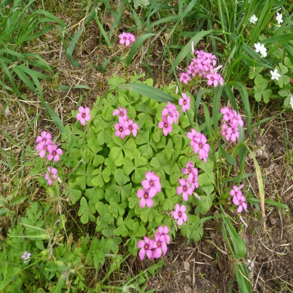 Pink sorrel