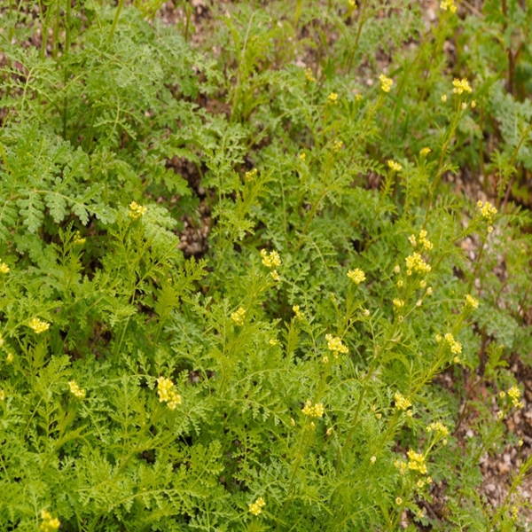 Pinnate tansymustard