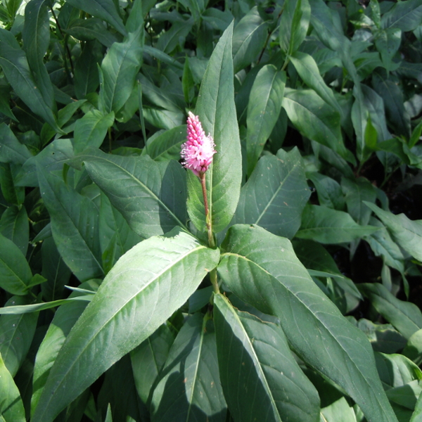 Swamp smartweed