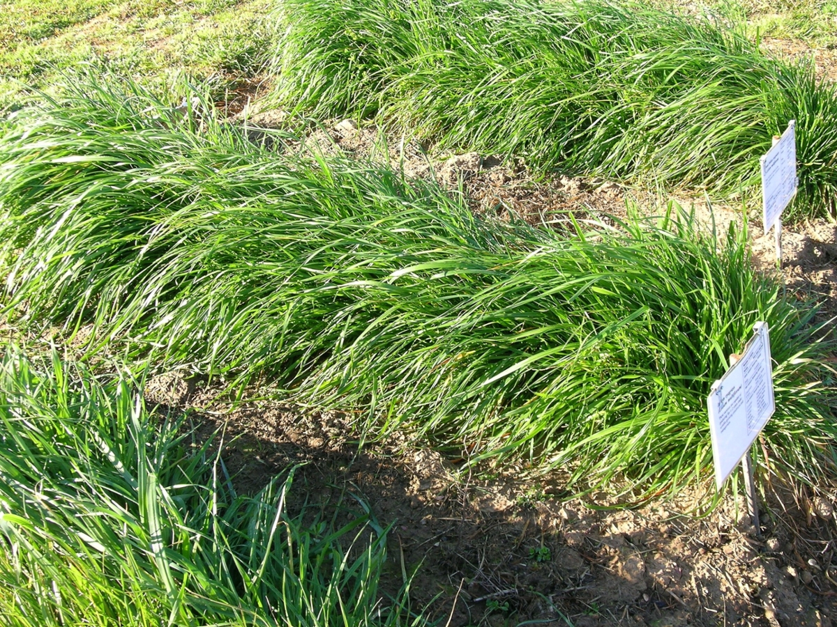 Annual Ryegrass