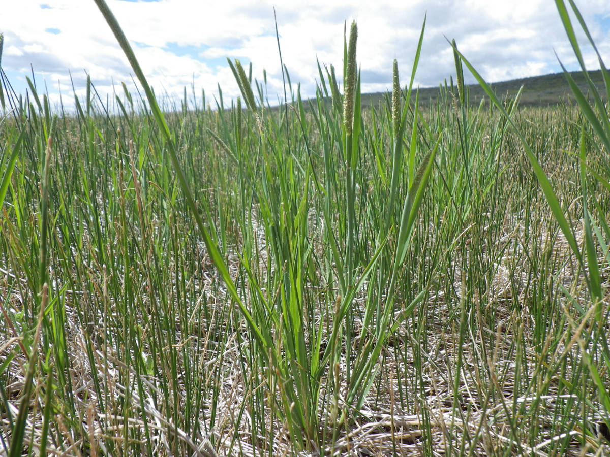 Carolina Foxtail