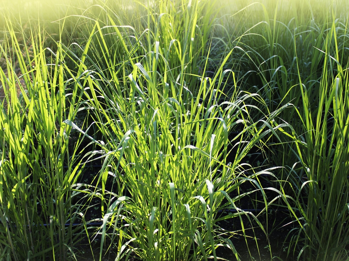 Fall Panicum