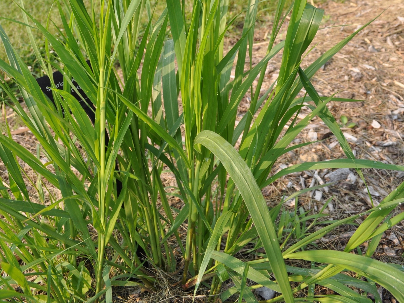 Giant foxtail