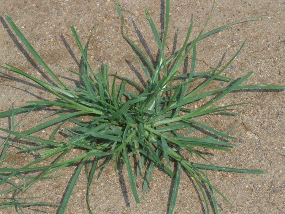 Goosegrass