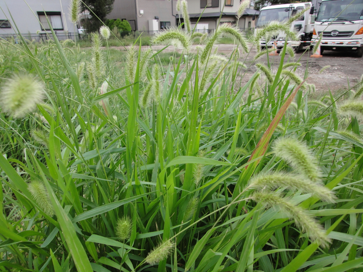 Green foxtail