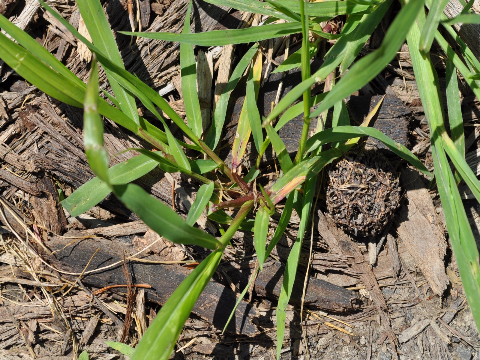 Large crabgrass