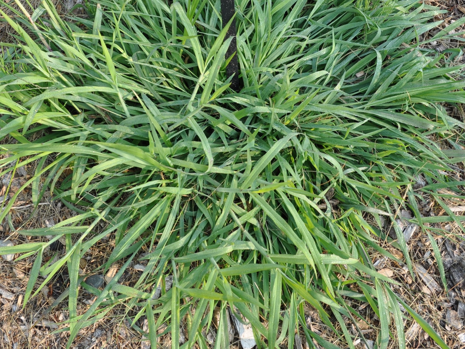 Smooth crabgrass