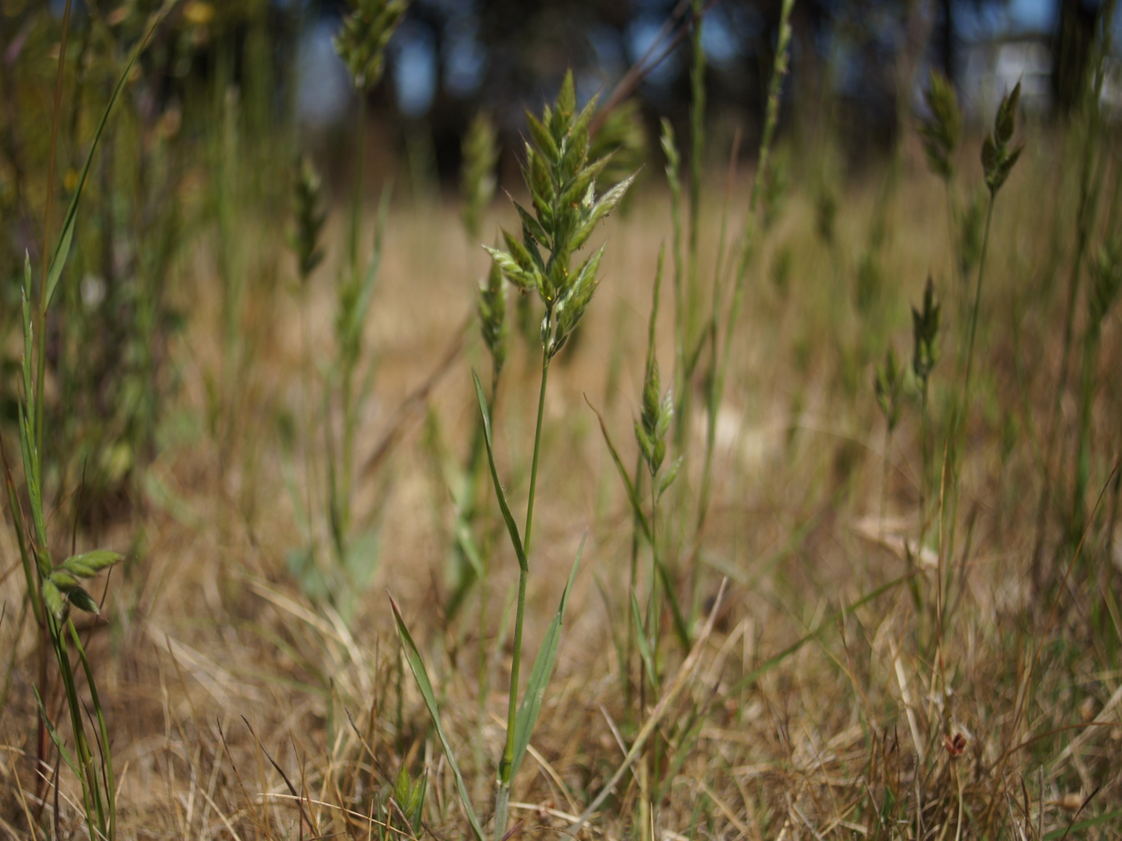 Soft brome