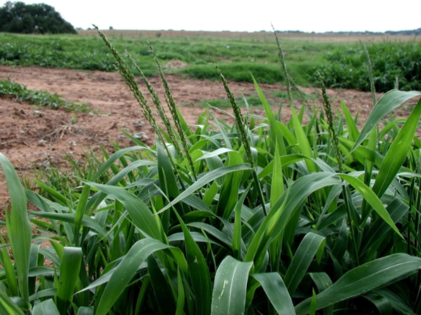 Texas Panicum