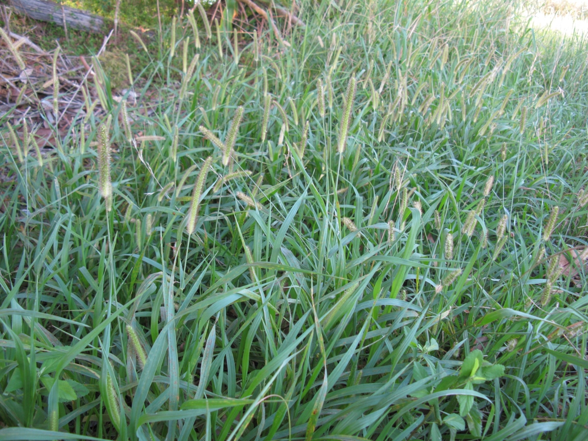 Yellow Foxtail