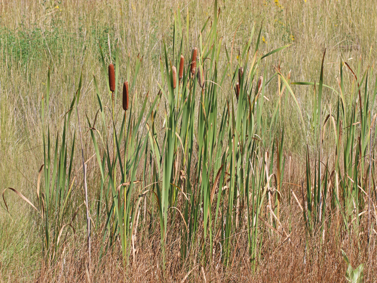 Broadleaf Cattail