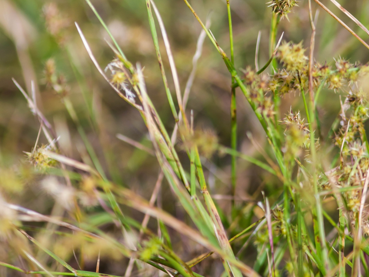 Coastal Sandbur