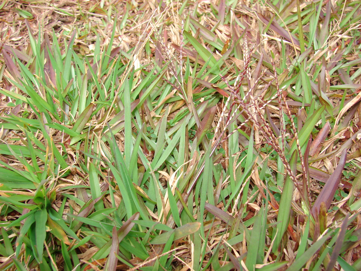 Common Carpetgrass