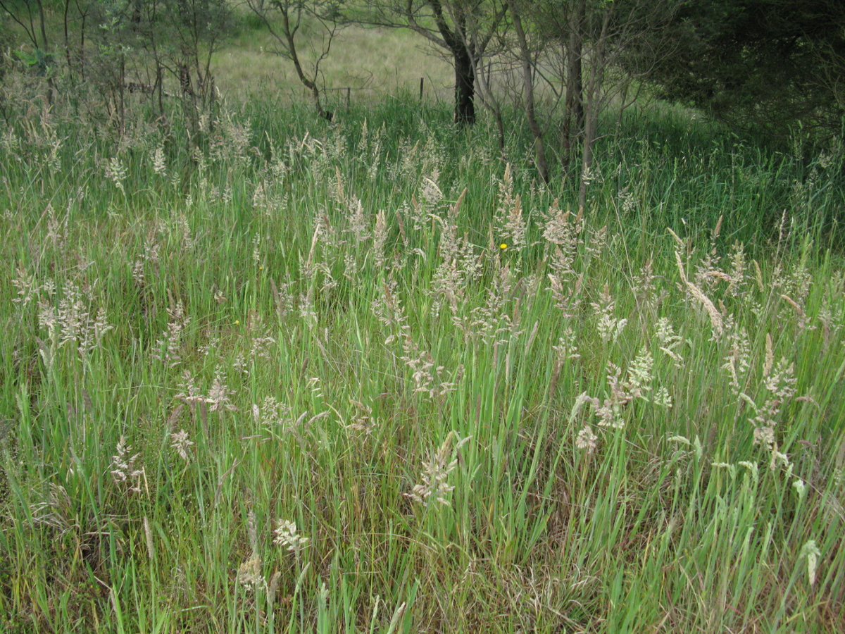 Common Velvetgrass