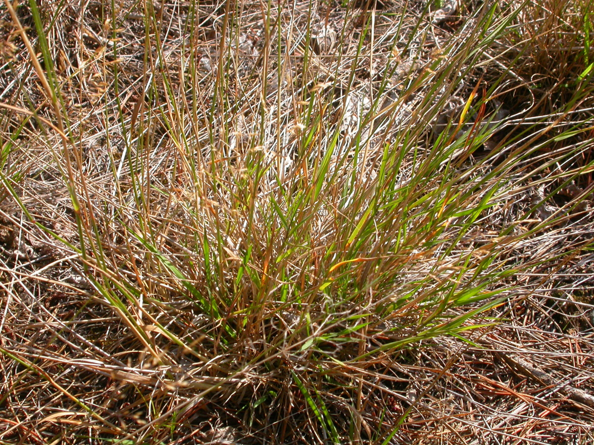 Creeping Bentgrass