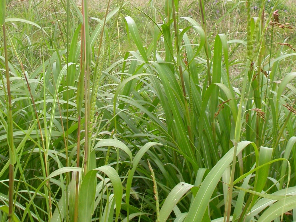 Eastern Gammagrass