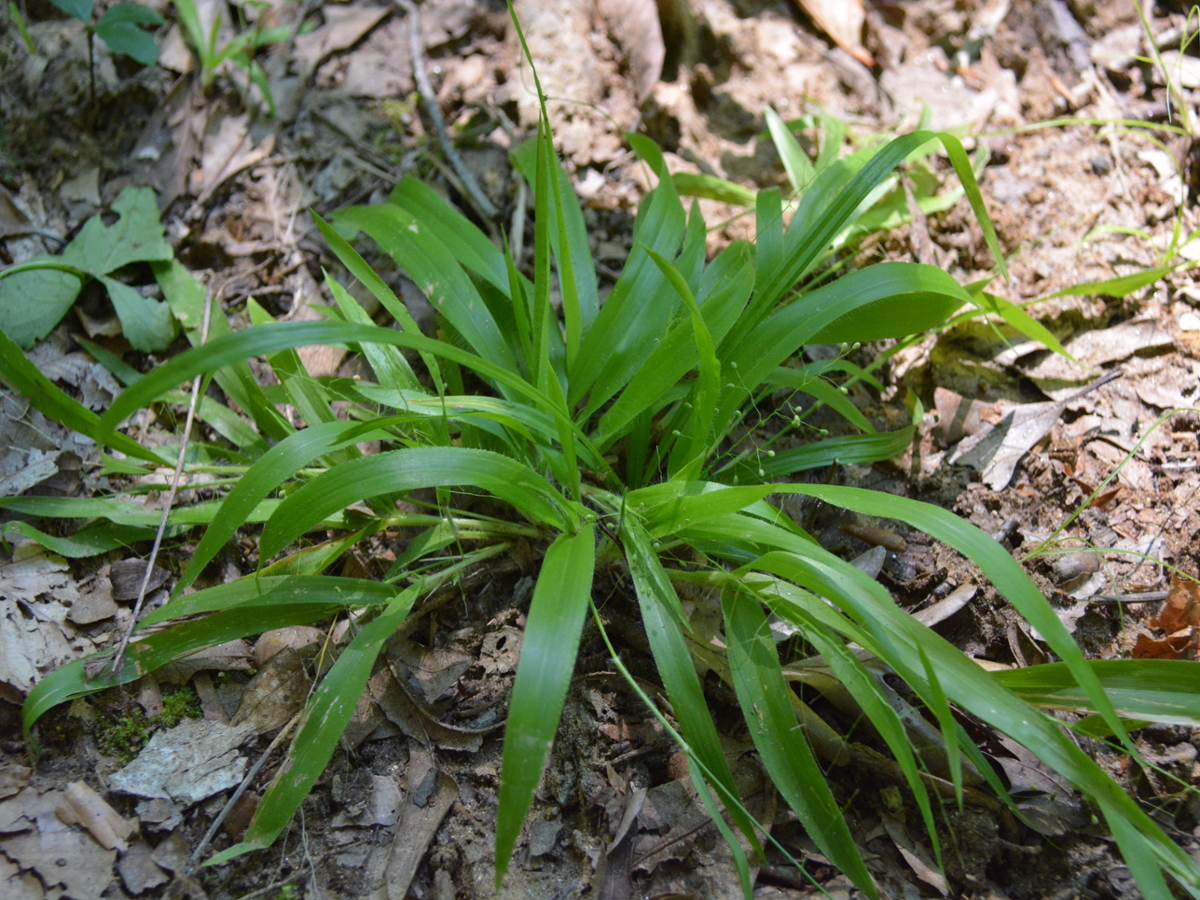 Openflower Rosette Grass