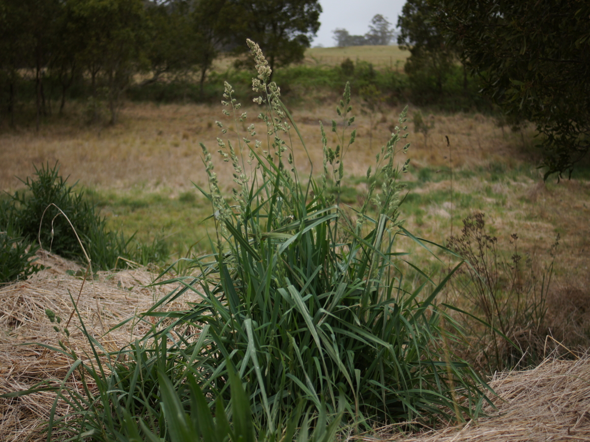 Orchardgrass