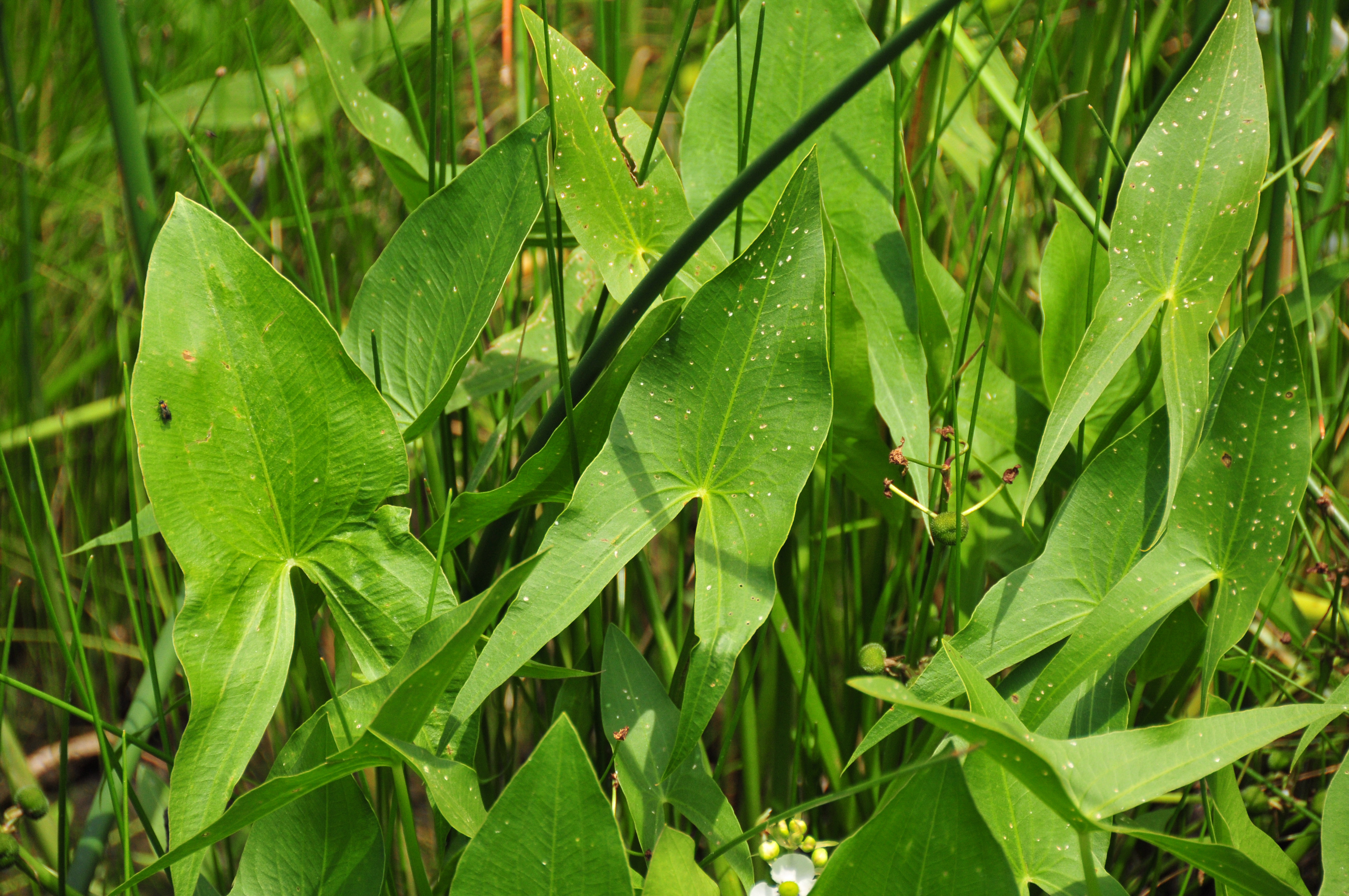 Common arrowhead