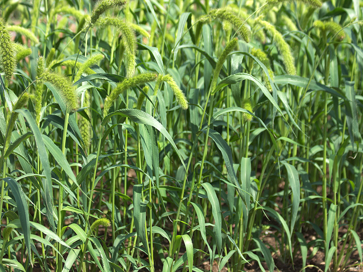 Foxtail millet