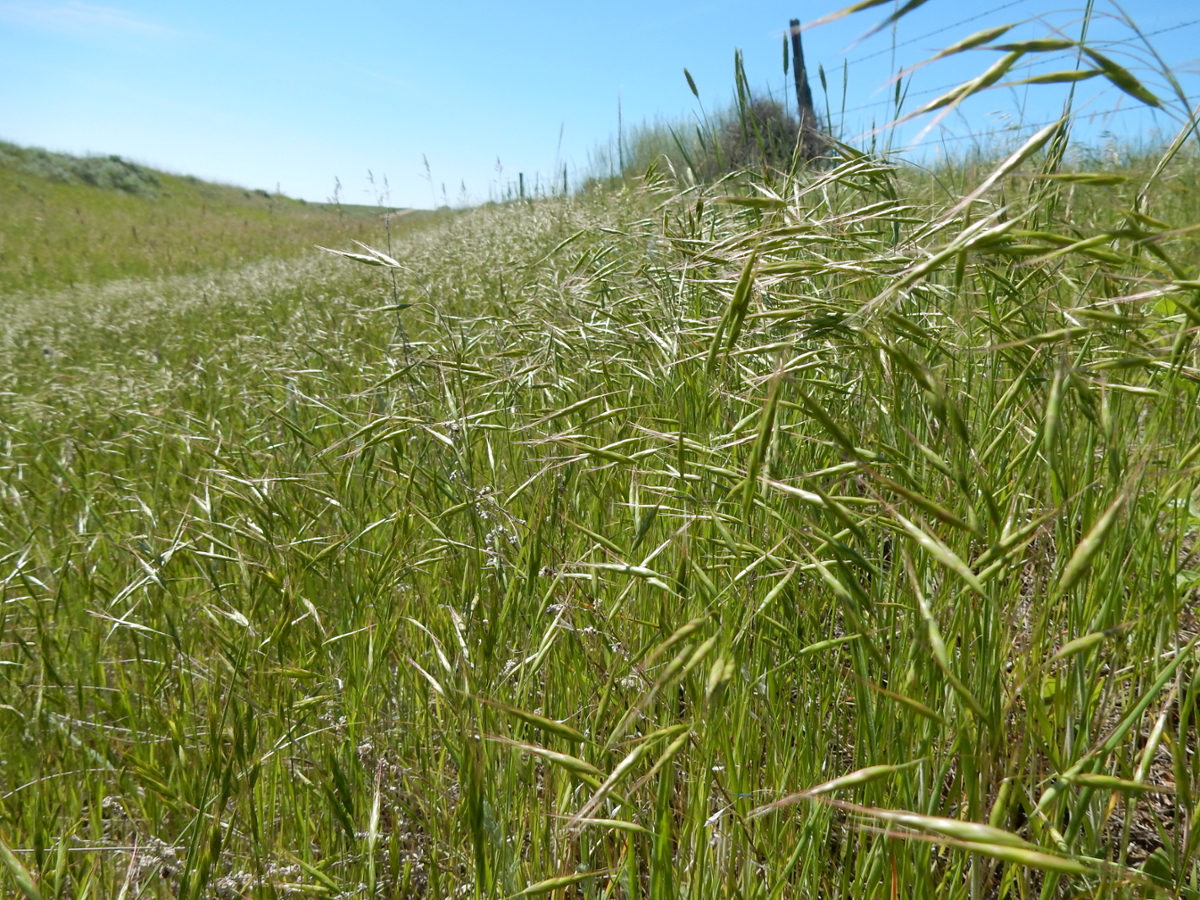 Japanese brome