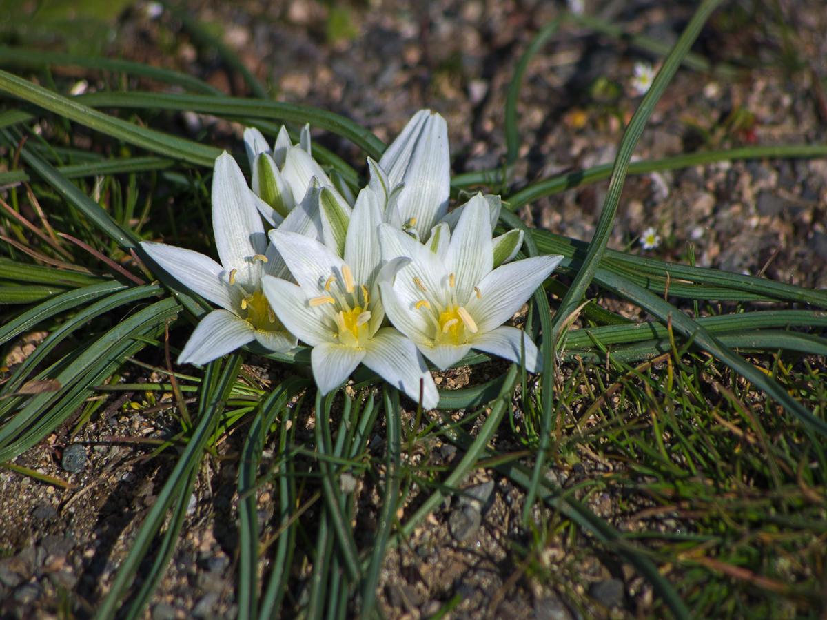 Star-of-bethlehem